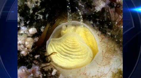 Newly discovered snail in Florida Keys is named after Jimmy Buffett song